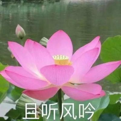 梦单元最新版(暂未上线)v1.0.0 安卓版